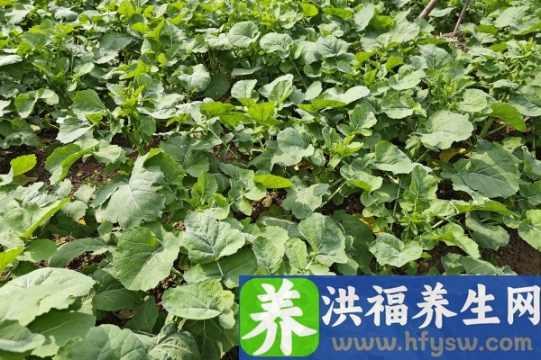 油菜的功效与作用、禁忌和食用方法
