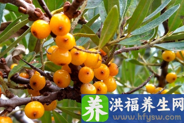 沙棘的功效与作用、禁忌和食用方法