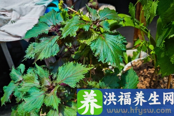 紫苏的功效与作用、禁忌和食用方法