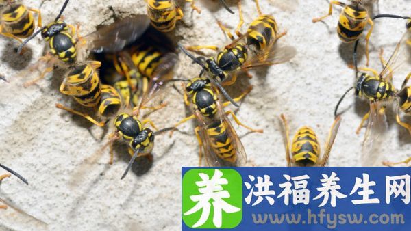 被黄蜂蜇后，胸闷和气短是怎么了