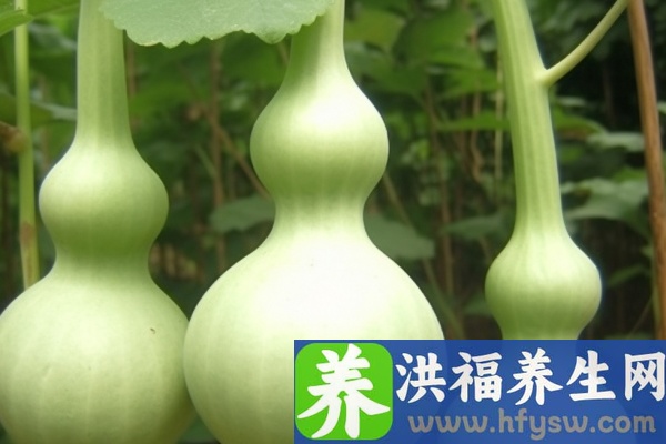 葫芦的功效与作用、禁忌和食用方法