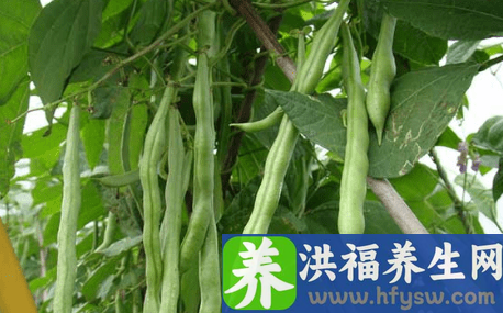 夏天吃什么菜可以让身体棒棒的