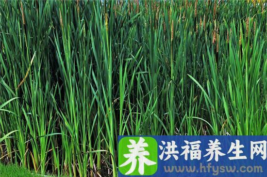 最适合春天食用的时令食材有哪些？可以做成哪些好吃的？