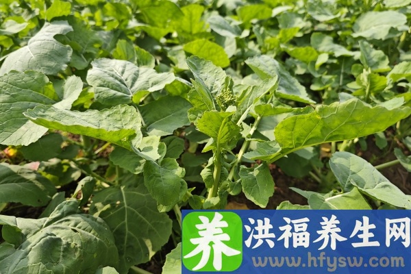 油菜的功效与作用、禁忌和食用方法