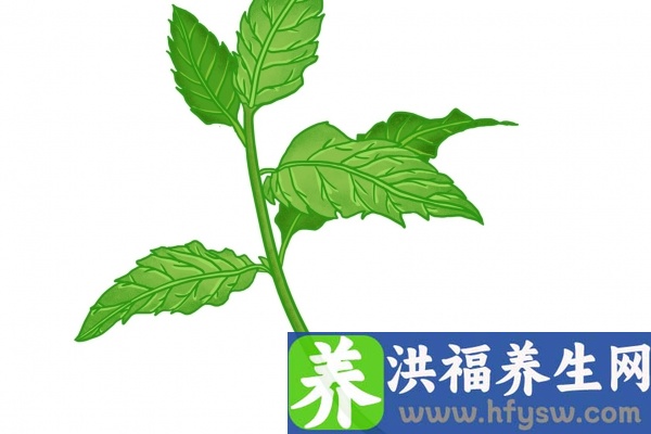 薄荷的功效与作用、禁忌和食用方法