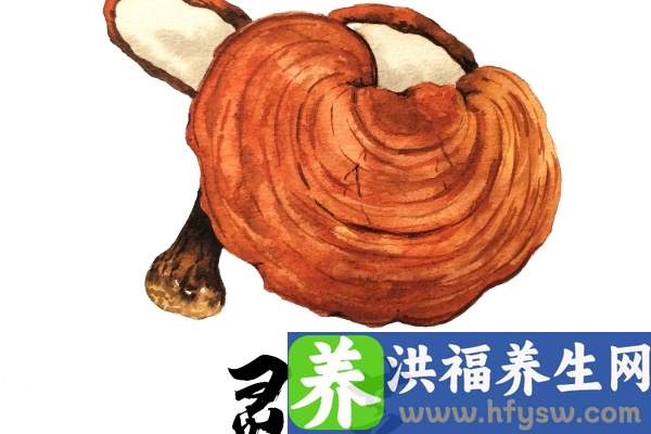 灵芝的功效与作用、禁忌和食用方法