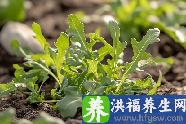 荠菜的功效与作用、禁忌和食用方法