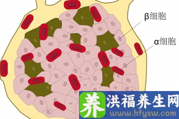 洋姜和胰岛果是一种东西吗