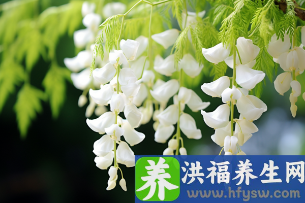 洋槐花的功效与作用、禁忌和食用方法