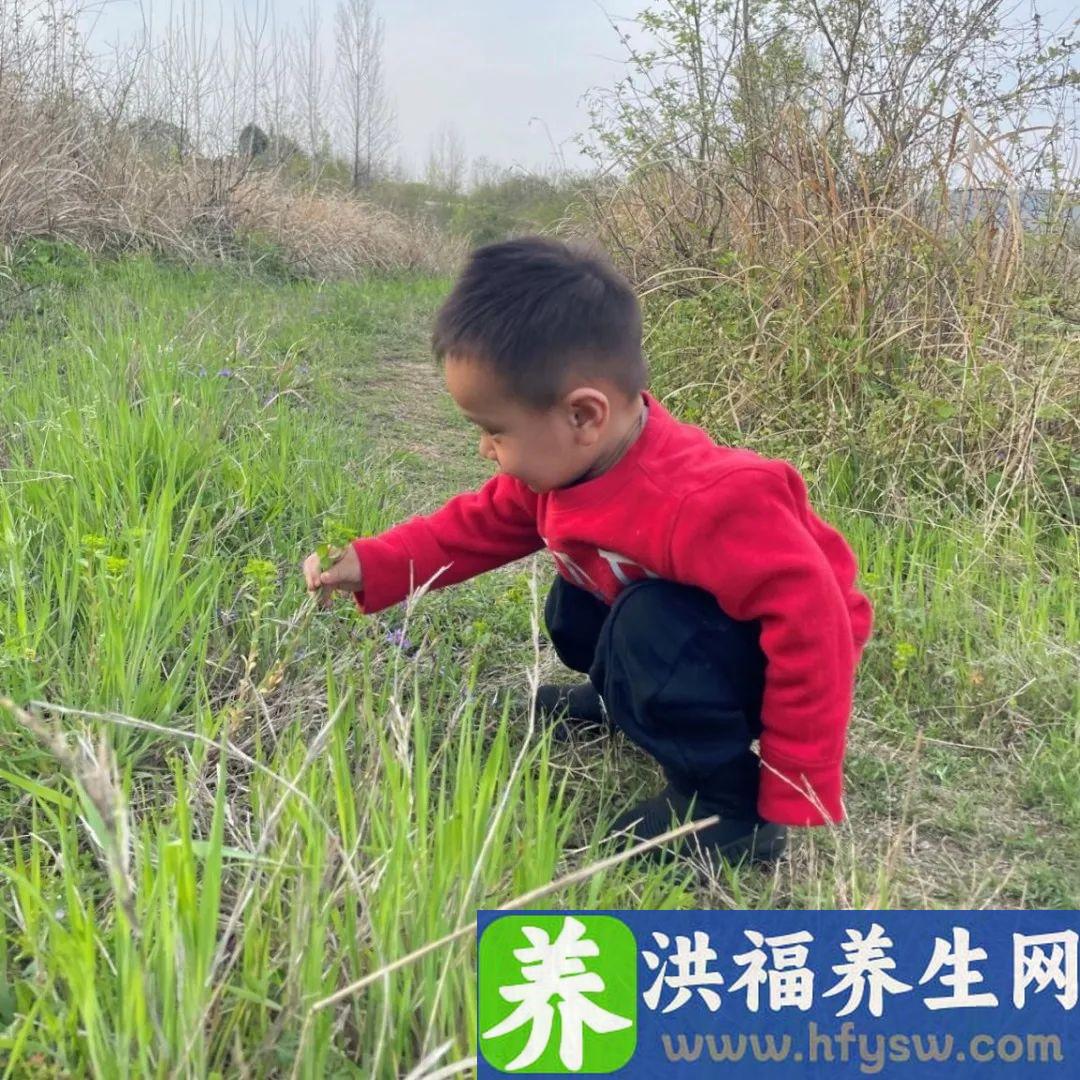 故事里的中医|一味白茅根，清热利尿治时疫