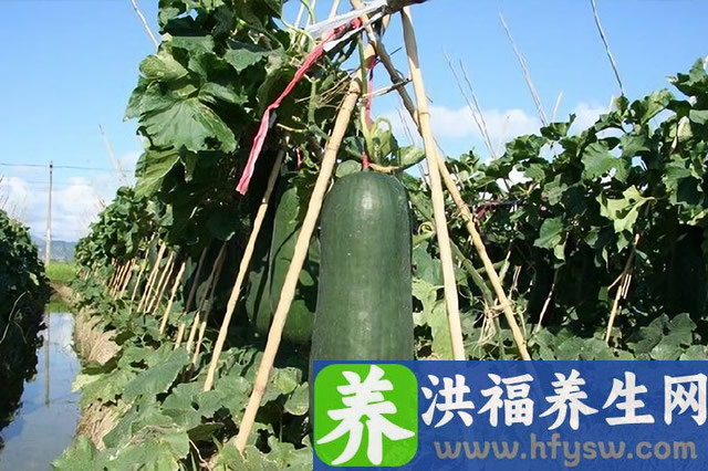夏季吃什么蔬菜健康养生？夏季养生蔬菜有哪些？