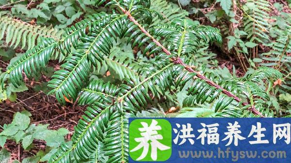 老年人睡眠不好如何调理