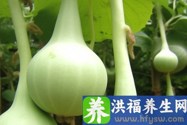 葫芦的功效与作用、禁忌和食用方法