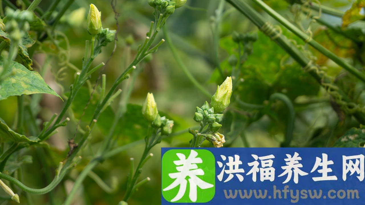 慢性感冒咳嗽的饮食保健与护理 慢性感冒咳嗽吃什么好的快
