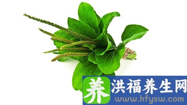 车前草治尿道炎吗