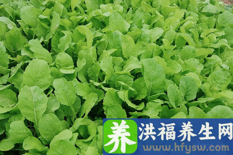 吃什么东西护肝