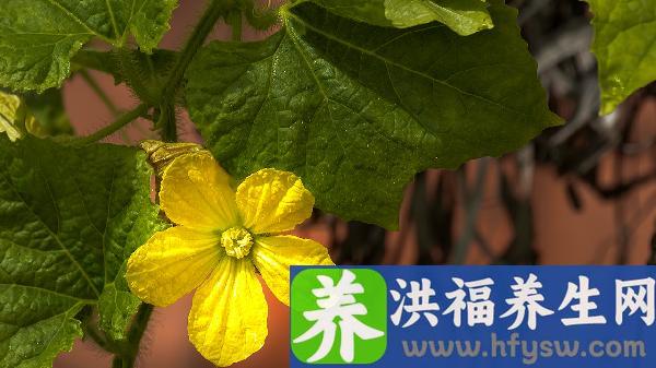 尿常规潜血 -是怎么回事