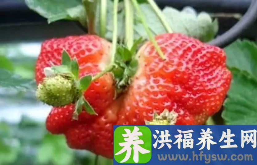 草莓缺钙，除了软果、僵果还有那些症状？草莓缺钙怎么补充更好？