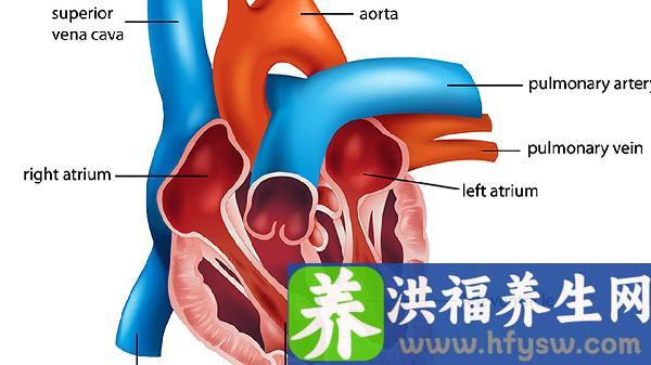 吃什么食用油对心脑血管好
