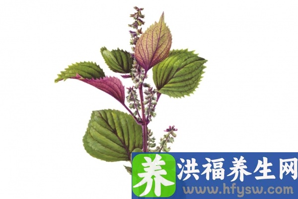 紫苏的功效与作用、禁忌和食用方法