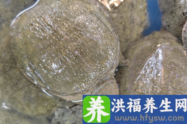 甲鱼的功效与作用、禁忌和食用方法
