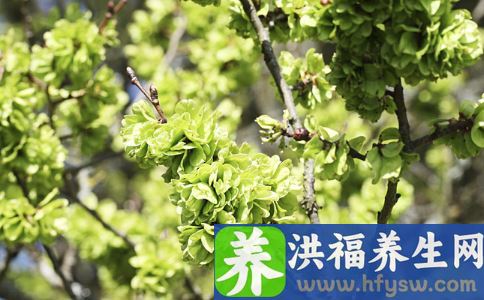 推荐三款春季养肝食谱