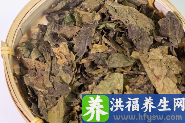 桑叶的功效与作用、禁忌和食用方法