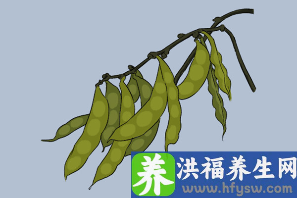 扁豆的功效与作用、禁忌和食用方法