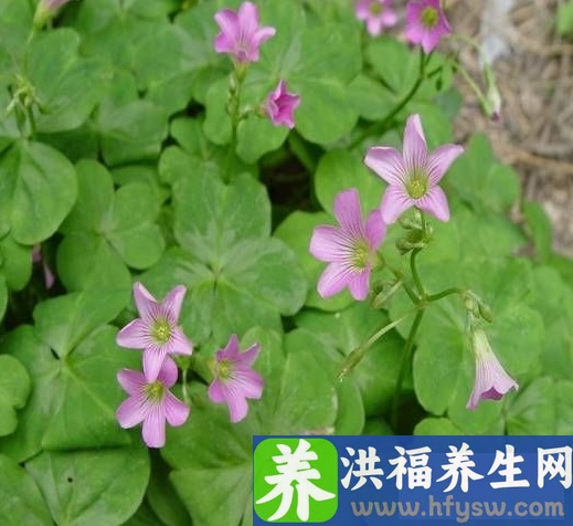 春季喝什么汤好 三款养生汤美容润肺消脂