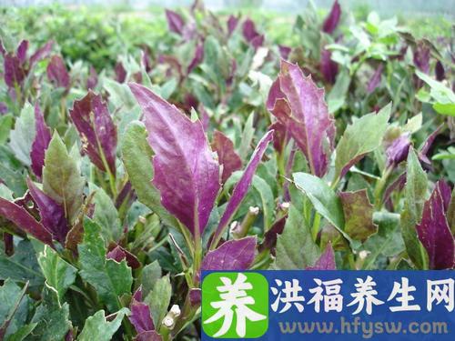 女人养肝就是抗衰老，3种养肝野菜，很少人爱吃，但能养肝护肝