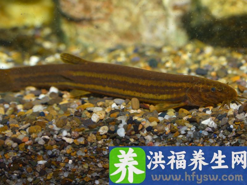 泥鳅的营养比深海鱼还高？这2类人不适合吃