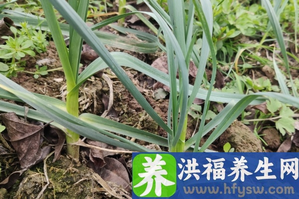 蒜苗的功效与作用、禁忌和食用方法