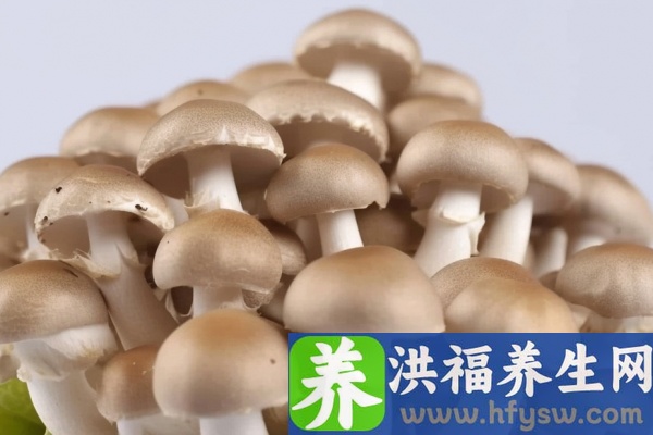 鸡腿菇的功效与作用、禁忌和食用方法