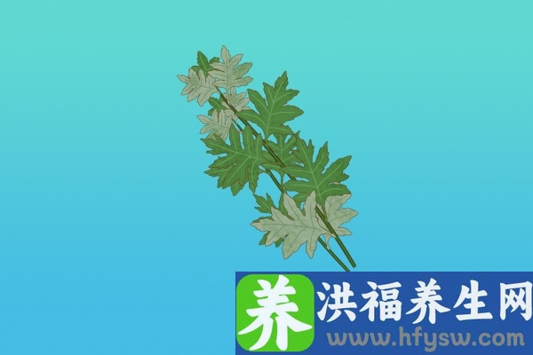 艾草的功效与作用、禁忌和食用方法