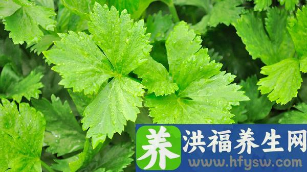 芹菜汁降血压正确吃法是什么呢