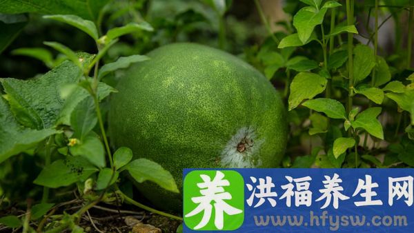 冬瓜降尿酸吗