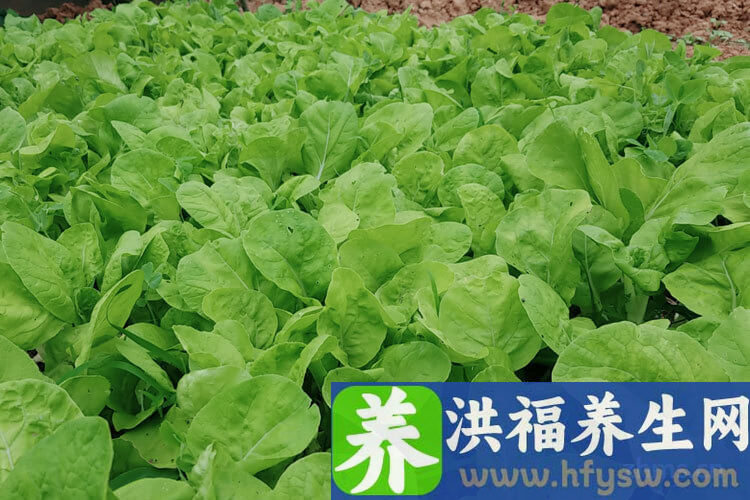 秋季养肝吃什么