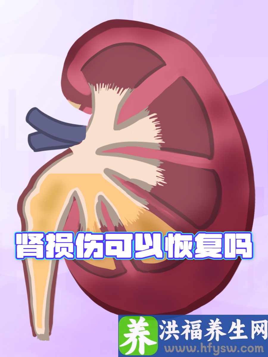 肾损伤可以恢复吗？关注肾损伤的康复之路