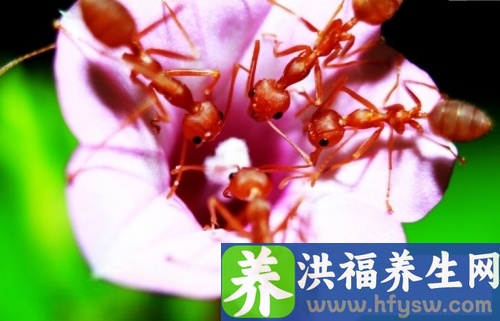 夏季养生粥大全 七款养生粥补充营养