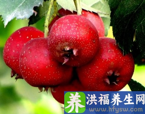 冬季吃什么食物最养生 冬季的养生食谱