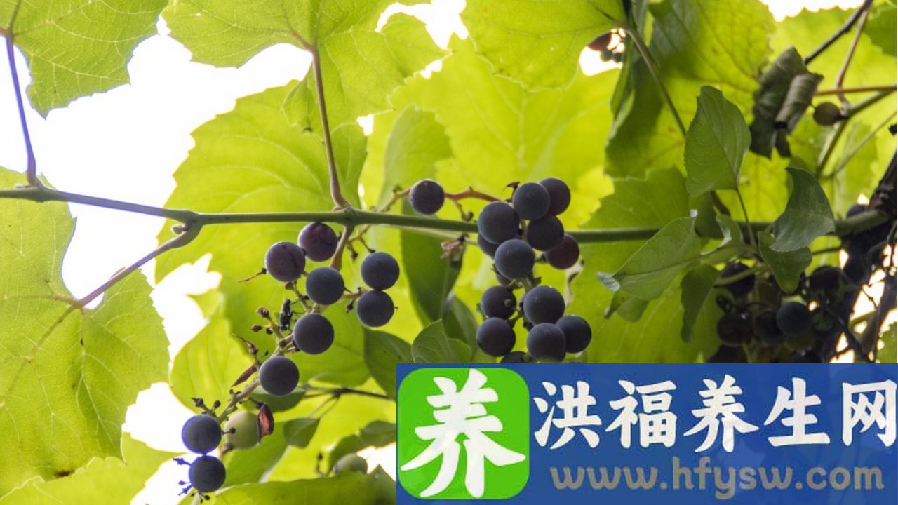胃不好能吃葡萄吗