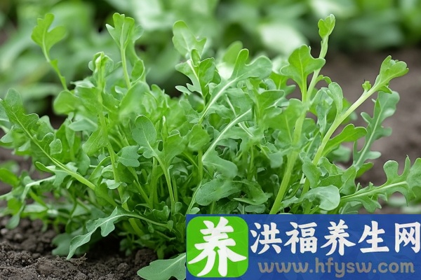 荠菜的功效与作用、禁忌和食用方法