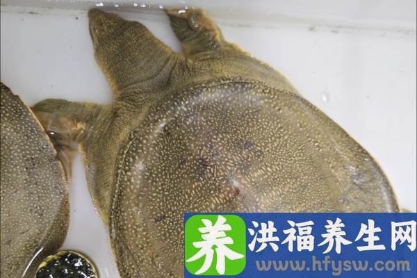 甲鱼血的功效与作用、禁忌和食用方法
