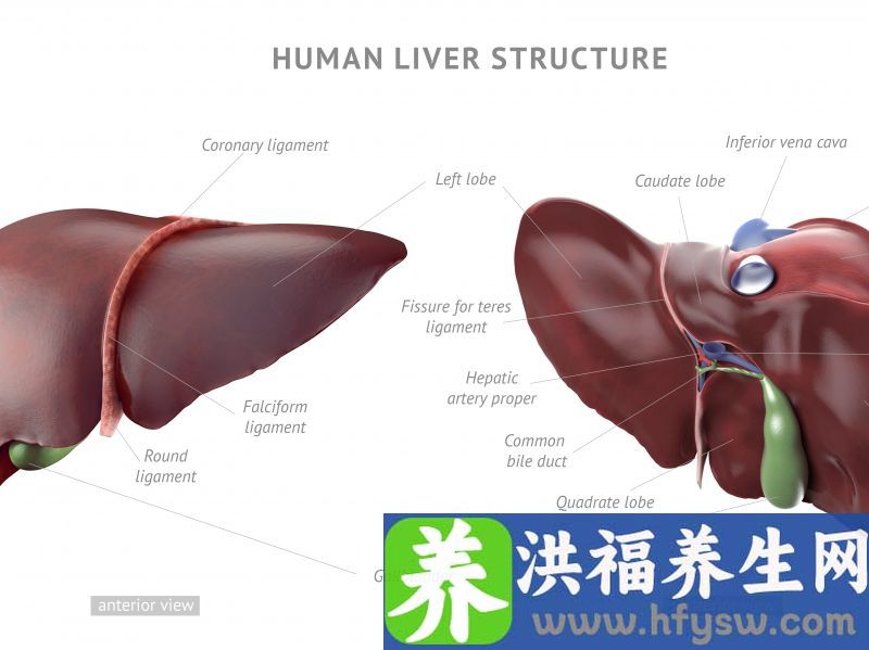 提醒：肝不好的人，常吃这4种食物，肝脏就会排出毒素