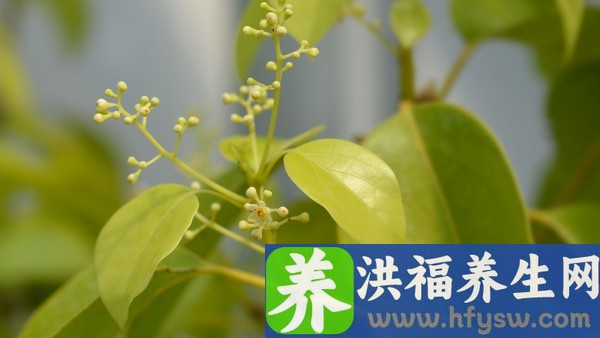 卵泡发育不良喝什么汤调理