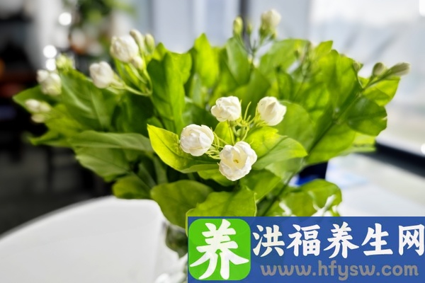 茉莉花茶的功效与作用、禁忌和食用方法
