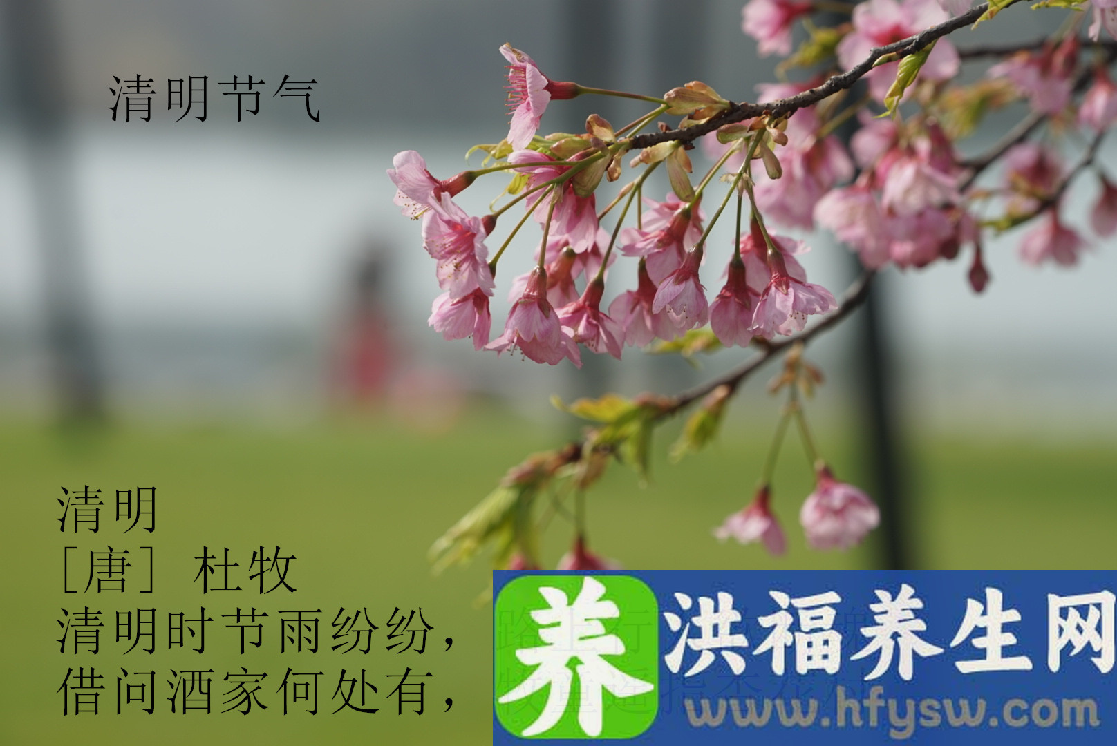 清明节气，宁可食无肉，也要吃这5种蔬菜，健脾养肺身体好