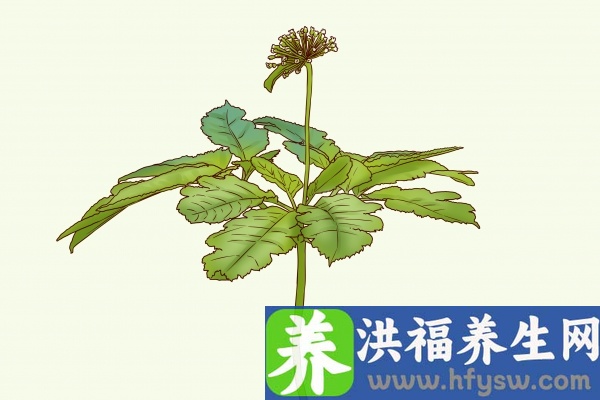 费菜的功效与作用、禁忌和食用方法