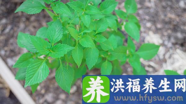 刮宫后注意事项和调理要吃什么好