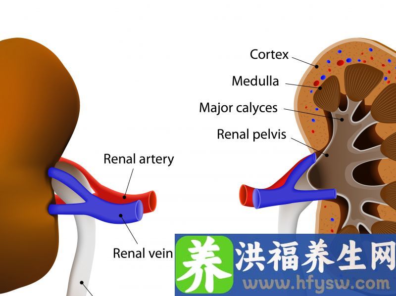 男性少吃5种食物，做好4件事，肾可以多用几年，身体更健康